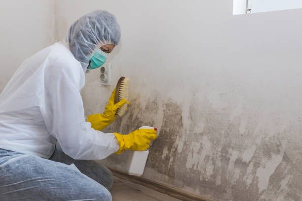 Best Residential Mold Inspection & Testing  in Laurel, DE