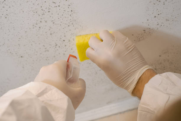 Professional Mold Inspection, Removal & Remediation in Laurel, DE