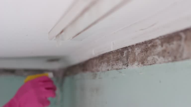 Best Black Mold Removal  in Laurel, DE